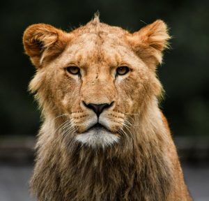 Home Chinese horoscoop sterrenbeelden compatibiliteit Rat Tijger Draak Paard liefdesmatches